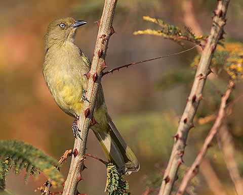 Sombre Greenbul